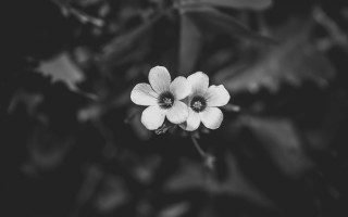 Black white flower dark leaves - the background and a blurry background free wallpaper