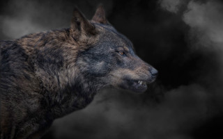 Black brown wolf smoke gothic - caspar wolf free wallpaper