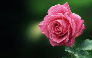 Pink rose water droplets gothic 2 - a pink rose free wallpaper