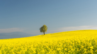 Lone tree yellow flower mountains - a lone tree free wallpaper