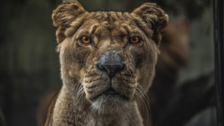 Lion closeup portrait animal focus - daniel lieske free wallpaper