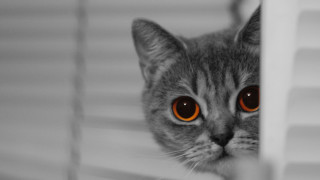 Cat orange eyes peeking behind - dom qwek free wallpaper