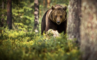 Bear forest wildlife blurry nature - a bear free wallpaper
