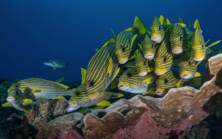 Fish coral reef jigsaw puzzle - a fish swimming free wallpaper