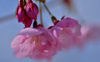 Pink flower closeup blue sky - amano free wallpaper