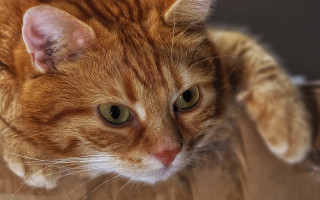 Sad cat wooden surface photorealism - a wooden surface free wallpaper