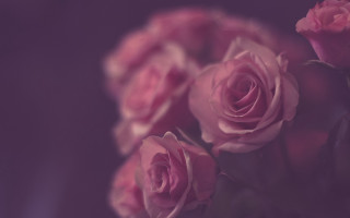 Pink roses vase purple black - pink rose free wallpaper