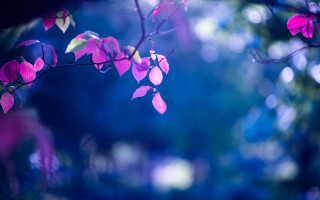 Pink flower forest bokeh blur - vivid free wallpaper