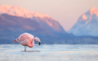 Pink flamingo mountains sunset water - a fish free wallpaper