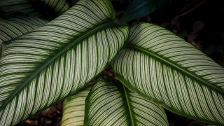 Green leaf macro photorealism bodysuit - a green leaf free wallpaper
