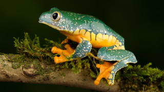 Frog yellow green spotted branch - free nature wallpaper