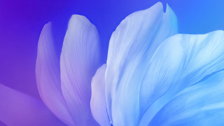 White flower blue purple background - eden box free wallpaper