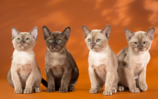 Three kittens brown background symmetry - the camera and the other free wallpaper