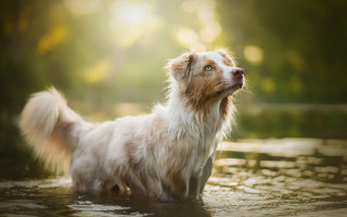 Dog water looking up bokeh - the air free wallpaper