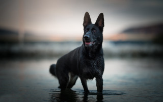 Black dog beach water sunset - a blurry sky in the background free wallpaper