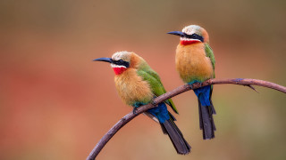 Colorful birds branch wildlife sword - a blurry background of leaves free wallpaper