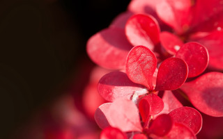 Red flower water droplets macro 25 - a white center free wallpaper