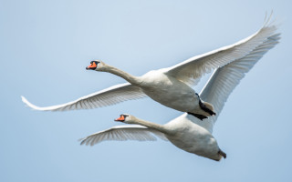 White swans flying sky naturalisme - their wing free wallpaper