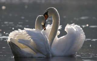 Swans neck touch water snow - the water together free wallpaper