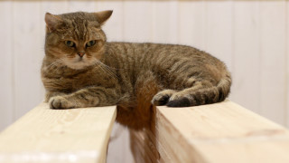 Cat bench donaldjudd flat superflat - flat free wallpaper