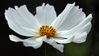 White flower yellow center macro 13 - a yellow center in the center free wallpaper