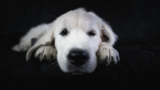 White dog black couch shiba - neoplasticism free wallpaper