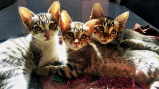 Three kittens curious blanket realistic - curious free wallpaper