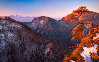 Mountain tree autumn leaves fire - a mountain range in the background free wallpaper