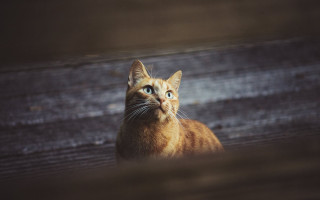 Sad cat on bench looking - a bench free wallpaper