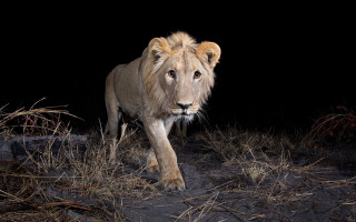 Lion walking dark area grass - a dark area free wallpaper