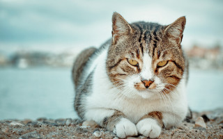 Cat beach water buildings closeup - a stock photo free wallpaper