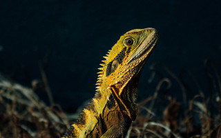 Lizard field grass weeds macro - adam rex free wallpaper