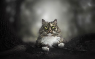 Black cat green eyes tree - a green eye free wallpaper