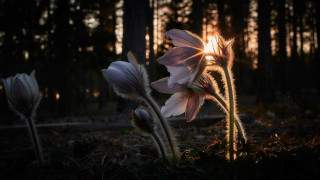 Two flowers forest sunset sunlight 2 - two flower free wallpaper