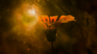 Yellow flower light petals anamorphic - holography free wallpaper