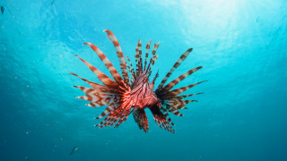 Lionfish coral reef blue ocean - nearby free wallpaper
