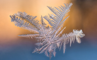Frosted plant macro sunset fireworks - plant free wallpaper for desktop