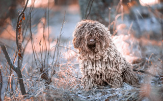 Shaggy dog forest blurry background - grass and trees free wallpaper
