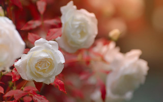 White roses red leaves vase - rose free wallpaper