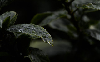 Leaf water droplets macro shallow - a close up of a leaf free wallpaper