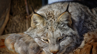 Cat laying on wooden surface - a close up of a cat free wallpaper