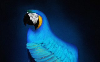 Blue parrot yellow beak wings - duccio free wallpaper