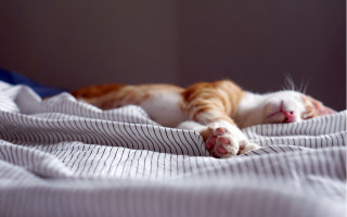 Cat bed blanket animal photorealistic - the bed free wallpaper