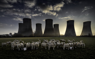 Sheep cooling plant sunset clouds - a herd of sheep free wallpaper