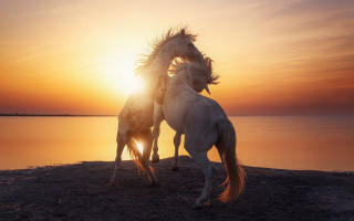 Horses beach sunset connection art - their head free wallpaper