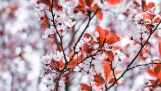 Tree cherry blossoms autumn kimono - a white sky in the background free wallpaper