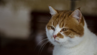 Cat shiba inu animal portrait - a close up of a cat free wallpaper