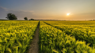 Green field dirt path sunset - green grass free wallpaper for desktop