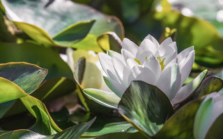 White flower green leaves pond - a pond of water free wallpaper