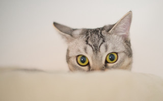 Black cat white eyes peeking - a white wall behind free wallpaper